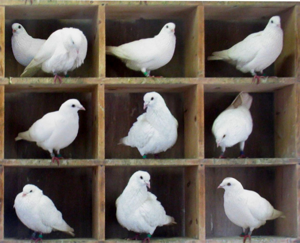 Pigeonhole Principle